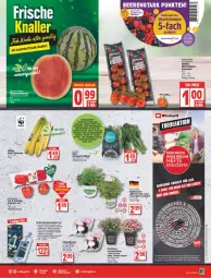 Gazetka promocyjna Edeka - Angebote der Woche - Gazetka - ważna od 18.06 do 18.06.2022 - strona 3 - produkty: aust, banane, bananen, beere, beeren, blume, blumen, brokkoli, cocktail, deka, deutschland card, edelstahl, eis, fleisch, Garten, gartennelke, Hefte, kräuter, küche, Küchen, Küchenreibe, leine, melone, melonen, mint, obst, paprika, reis, saft, Schal, Schale, spargel, stifte, Ti, tomate, tomaten, topf, Topfkräuter, wasser, wassermelone, wassermelonen, ZTE