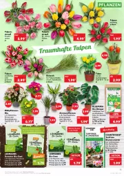 Gazetka promocyjna Kaufland - Gazetka - ważna od 02.03 do 02.03.2022 - strona 13 - produkty: ACC, angebot, angebote, basilikum, Bau, bio, blume, blumen, cherrytomaten, cola, dünger, eis, erde, genovese, HP, Kalanchoe, kräuter, monster, Monstera, obst, petersilie, pflanze, pflanzen, reis, Ria, rucola, Ti, tomate, tomaten, topf, wasser