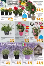 Gazetka promocyjna  - Gazetka - ważna od 04.05 do 04.05.2024 - strona 2 - produkty: balkonpflanzen, Begonia, Blüte, dip, dipladenia, Garten, geranie, geranien, Holz, käfer, korb, lavendel, LG, Liege, Mett, natur, Pelargonium, pflanze, pflanzen, rosen, rum, Schmetterling, sekt, Ti, topf