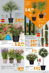 Gazetka promocyjna  - Gazetka - ważna od 04.05 do 04.05.2024 - strona 3 - produkty: Blüte, Container, Grünpflanzen, pflanze, pflanzen, rosen, stauden, Ti, topf, wasser