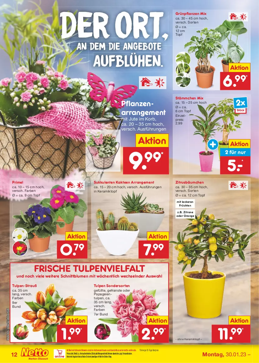 Aktueller Prospekt Netto Marken-Discount - Filial-Angebote - von 30.01 bis 04.02.2023 - strona 12 - produkty: angebot, angebote, bestpreis, blume, blumen, eis, ente, früchte, früchten, Grünpflanzen, Kaktee, korb, ndk, orange, pflanze, pflanzen, reis, Sukkulente, tee, Ti, topf, usb, zitrone