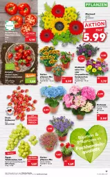 Gazetka promocyjna Kaufland - Gazetka - ważna od 22.06 do 22.06.2022 - strona 17 - produkty: angebot, angebote, beere, beeren, eis, erdbeere, erdbeeren, fleisch, Garten, Gartenpflanze, hortensie, LG, pflanze, pflanzen, reis, Ria, Romatomaten, Schal, Schale, tafeltrauben, Ti, tomate, tomaten, topf, trauben