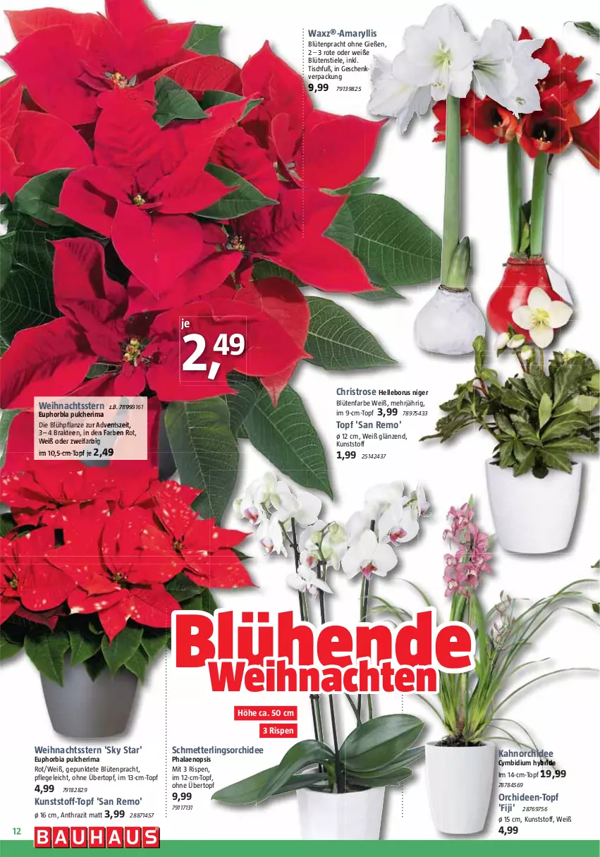 Aktueller Prospekt Bauhaus - Prospekte - von 02.12 bis 30.12.2023 - strona 12 - produkty: Blüte, elle, HP, im 9-cm-topf, Mett, orchidee, orchideen, pflanze, phalaenopsis, tee, Ti, tisch, topf, übertopf, weihnachten, Weihnachtsstern