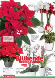 Gazetka promocyjna Bauhaus - Prospekte - Gazetka - ważna od 30.12 do 30.12.2023 - strona 12 - produkty: Blüte, elle, HP, im 9-cm-topf, Mett, orchidee, orchideen, pflanze, phalaenopsis, tee, Ti, tisch, topf, übertopf, weihnachten, Weihnachtsstern