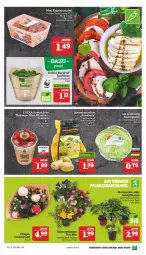 Gazetka promocyjna Marktkauf - Prospekt - Gazetka - ważna od 04.06 do 04.06.2022 - strona 7 - produkty: basilikum, bio, deka, edeka bio, eis, elle, kartoffel, kartoffeln, Schal, Schale, speisekartoffeln, tee, Ti, tomate, tomaten