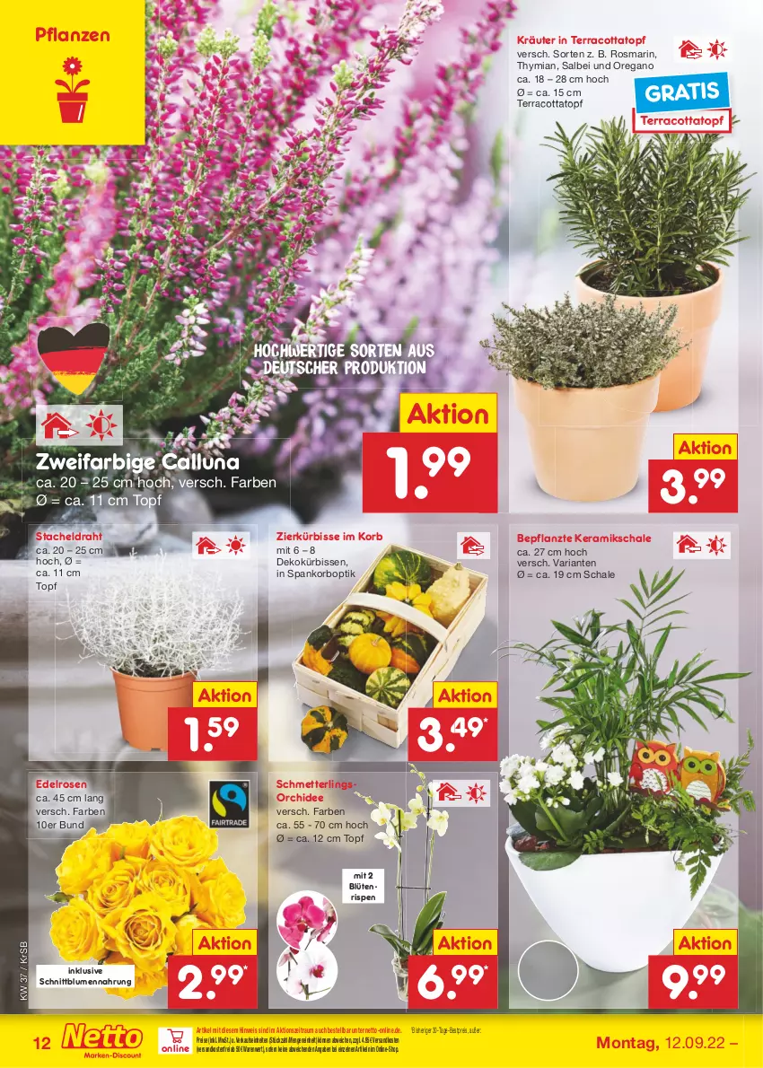 Aktueller Prospekt Netto Marken-Discount - Filial-Angebote - von 12.09 bis 17.09.2022 - strona 12 - produkty: bestpreis, blume, blumen, Blüte, Draht, eis, korb, kräuter, Kürbis, Mett, ndk, orchidee, pflanze, pflanzen, reis, Ria, rosen, rosmarin, Schal, Schale, Schmetterling, schmetterlingsorchidee, Ti, topf, versandkostenfrei, ZTE