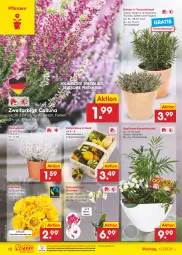 Gazetka promocyjna Netto Marken-Discount - Filial-Angebote - Gazetka - ważna od 17.09 do 17.09.2022 - strona 12 - produkty: bestpreis, blume, blumen, Blüte, Draht, eis, korb, kräuter, Kürbis, Mett, ndk, orchidee, pflanze, pflanzen, reis, Ria, rosen, rosmarin, Schal, Schale, Schmetterling, schmetterlingsorchidee, Ti, topf, versandkostenfrei, ZTE