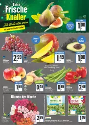 Gazetka promocyjna E Center - Angebote der Woche - Gazetka - ważna od 17.09 do 17.09.2022 - strona 2 - produkty: angebot, avocado, avocados, beutel, bio, Bio-Paprika, blume, blumen, ente, Feigen, Garten, kopfsalat, kräuter, paprika, rosen, salat, Schal, Schale, tafeltrauben, Ti, trauben, Yo