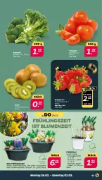 Gazetka promocyjna Netto - Woche 9 - Gazetka - ważna od 02.03 do 02.03.2024 - strona 3 - produkty: beere, beeren, blume, blumen, broccoli, eis, erdbeere, erdbeeren, kiwi, Narzissen, reis, Schal, Schale, tomate, tomaten, trauben