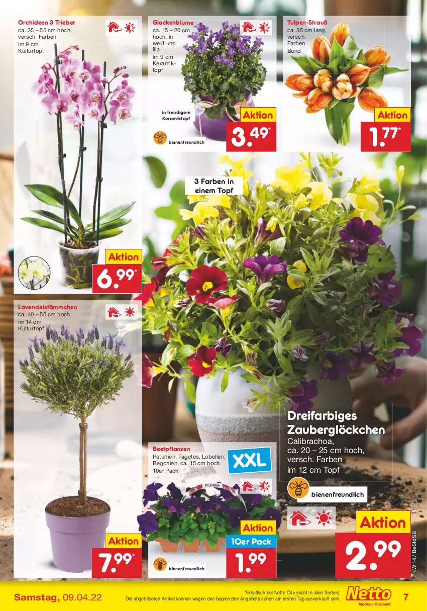 Aktueller Prospekt Netto Marken-Discount - Filial-Angebote - von 04.04 bis 09.04.2022 - strona 7 - produkty: angebot, beetpflanzen, Begonie, blume, calibrachoa, elle, kulturtopf, lavendel, orchidee, orchideen, petunie, petunien, pflanze, pflanzen, Ti, topf, zauberglöckchen, ZTE