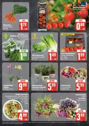 Gazetka promocyjna Edeka - Prospekte - Gazetka - ważna od 22.06 do 22.06.2024 - strona 7 - produkty: basilikum, bio, Brei, eis, hydrangea, Hydrangea paniculata, Käse, pasta, pesto, petersilie, reis, rispentomaten, Romanasalat, salat, schnittlauch, Ti, tomate, tomaten, ZTE