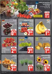 Gazetka promocyjna Edeka - Prospekte - Gazetka - ważna od 13.07 do 13.07.2024 - strona 9 - produkty: basilikum, beere, beeren, deka, eis, erdbeere, erdbeeren, gewürz, LG, mozzarella, reis, rel, rispentomaten, Ti, tomate, tomaten, topf, zott, zottarella, ZTE