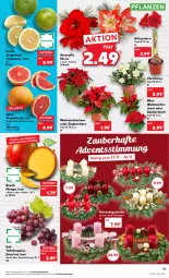 Gazetka promocyjna Kaufland - Gazetka - ważna od 23.11 do 23.11.2022 - strona 11 - produkty: angebot, angebote, früchte, grapefruit, mango, pflanze, pflanzen, ritter, tafeltrauben, Ti, tisch, topf, topf ø 12 cm, trauben, Weihnachtsstern