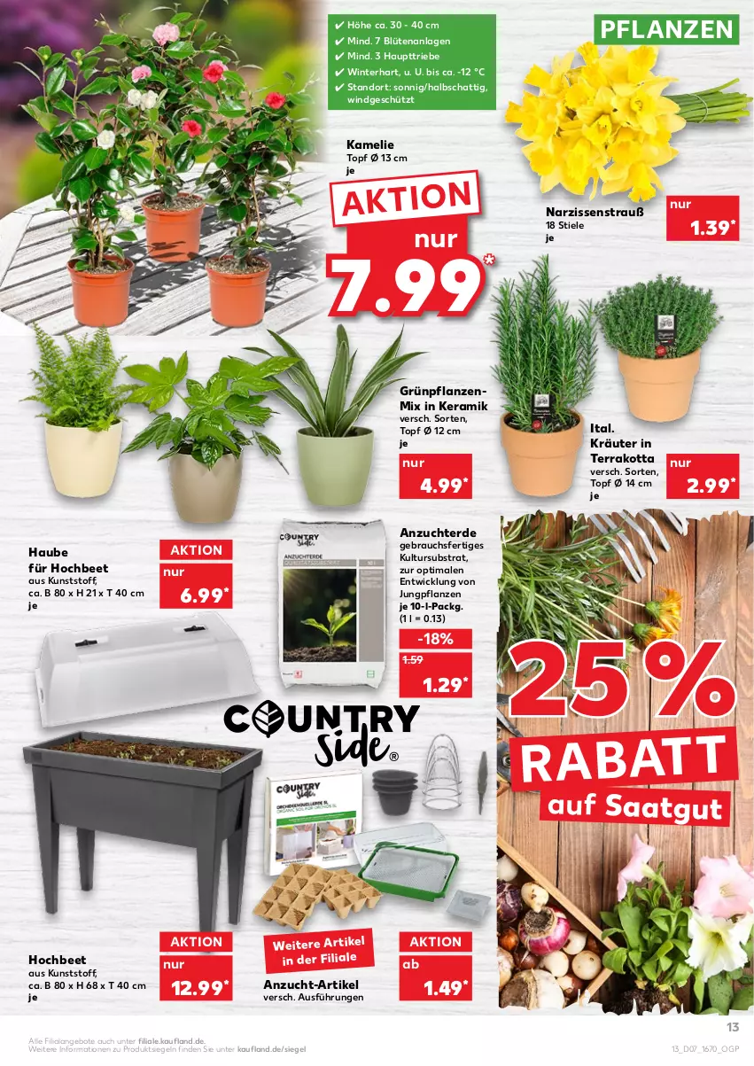 Aktueller Prospekt Kaufland - von 17.02 bis 23.02.2022 - strona 13 - produkty: angebot, angebote, Blüte, erde, Grünpflanzen, kräuter, Narzissen, pflanze, pflanzen, Rauch, Ti, topf, topf ø 12 cm, WICK