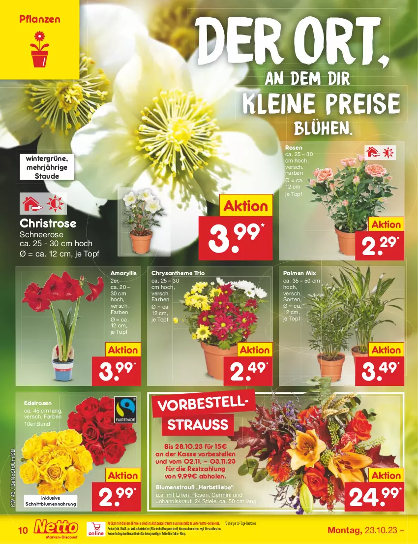 Aktueller Prospekt Netto Marken-Discount - Filial-Angebote - von 23.10 bis 28.10.2023 - strona 10 - produkty: bestpreis, blume, blumen, Blumenstrauß, eis, elle, Germ, Johanniskraut, Kraut, leine, ndk, pflanze, pflanzen, reis, rosen, Ti, topf