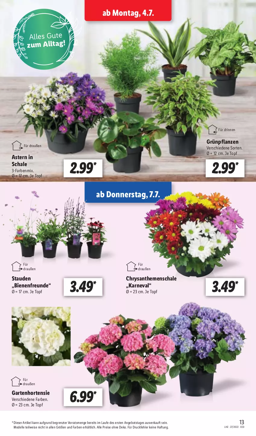 Aktueller Prospekt Lidl - Aktionsprospekt - von 04.07 bis 09.07.2022 - strona 13 - produkty: angebot, dell, eis, elle, Garten, Grünpflanzen, hortensie, Mode, pflanze, pflanzen, reis, Schal, Schale, stauden, Ti, topf, ZTE