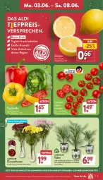 Gazetka promocyjna Aldi Nord - Von Montag - Gazetka - ważna od 08.06 do 08.06.2024 - strona 3 - produkty: aldi, angebot, Blüte, Brei, chrysanthemen, cocktail, eis, gin, kulturtopf, paprika, pflanze, reis, Ria, rispentomaten, Schal, Schale, Ti, tiefpreis, tomate, tomaten, topf, Vase, zitrone, zitronen, ZTE