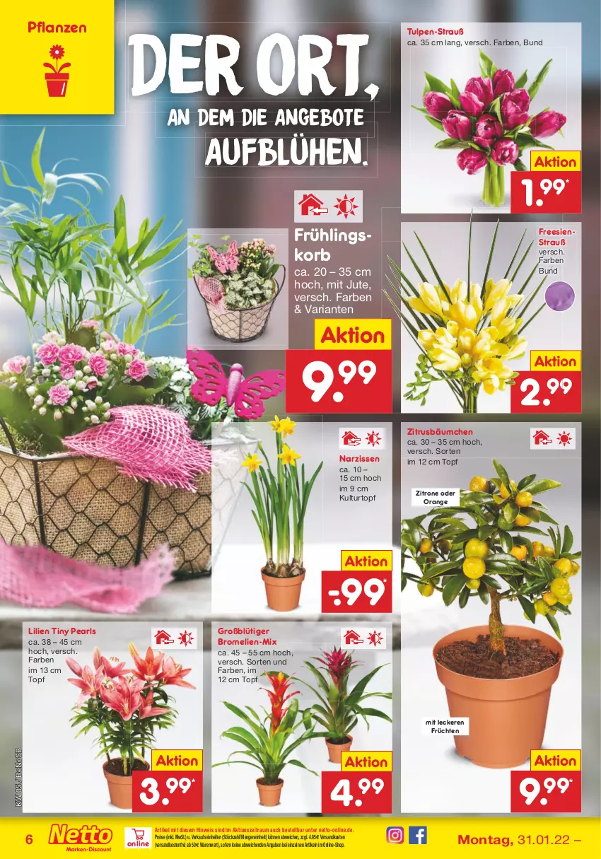 Aktueller Prospekt Netto Marken-Discount - Filial-Angebote - von 31.01 bis 05.02.2022 - strona 6 - produkty: angebot, angebote, Bromelie, eis, früchte, früchten, korb, kulturtopf, Narzissen, ndk, orange, pflanze, pflanzen, reis, Ria, Ti, topf, usb, versandkostenfrei, zitrone