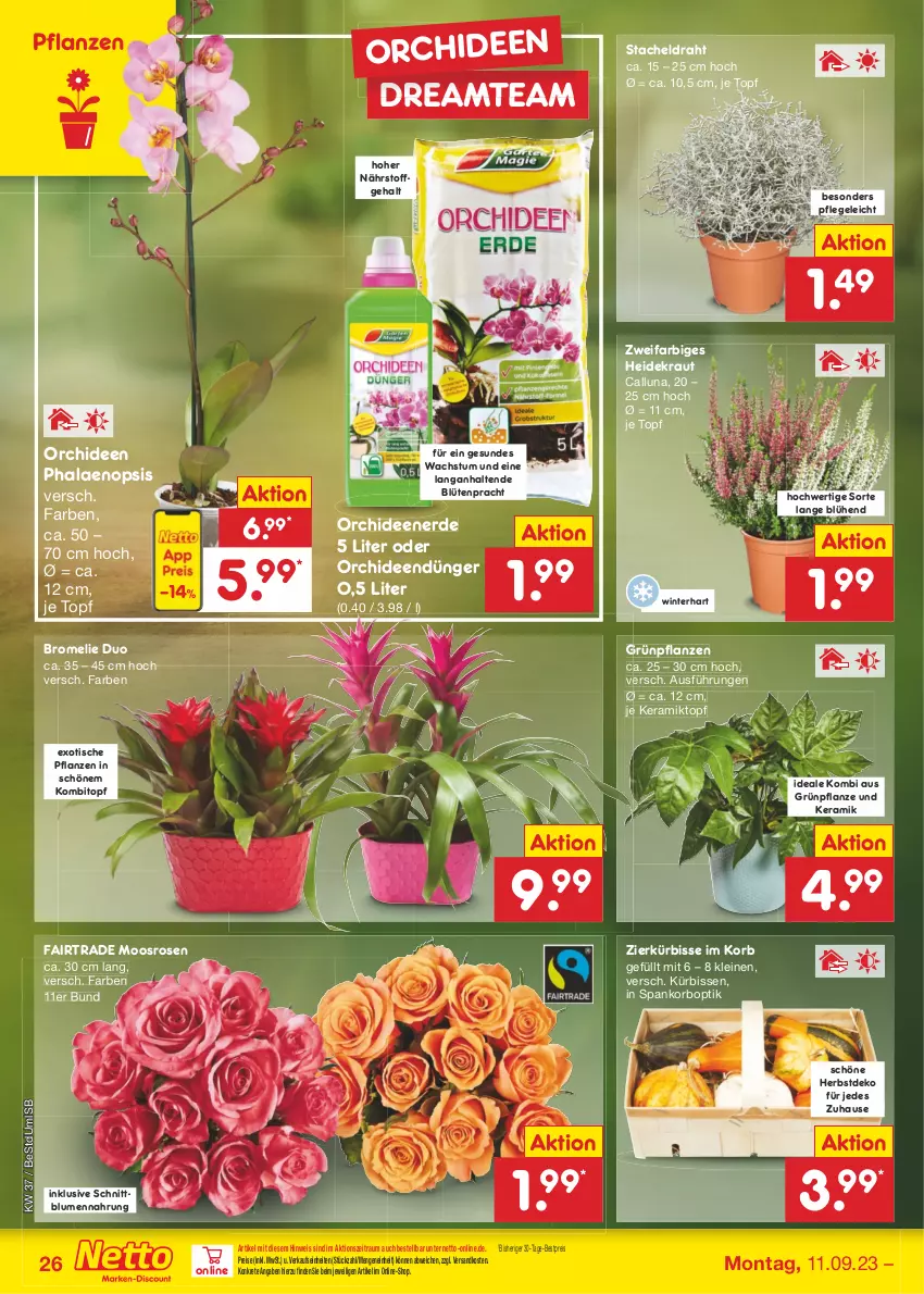 Aktueller Prospekt Netto Marken-Discount - Filial-Angebote - von 11.09 bis 16.09.2023 - strona 28 - produkty: bestpreis, blume, blumen, Blüte, Bromelie, Draht, dünger, eis, erde, Grünpflanzen, Heidekraut, korb, Kraut, Kürbis, leine, ndk, orchidee, orchideen, Orchideenerde, pflanze, pflanzen, phalaenopsis, reis, rosen, Ti, tisch, topf