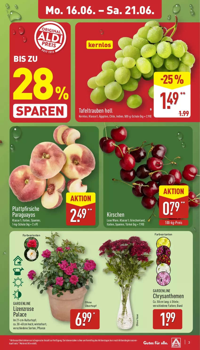 Aktueller Prospekt Aldi Nord - Von Montag - von 16.06 bis 21.06.2025 - strona 3 - produkty: chrysanthemen, eis, gin, kirsch, kirsche, kirschen, kulturtopf, paraguayos, pfirsich, pfirsiche, pflanze, plattpfirsiche, reis, Ria, Schal, Schale, tafeltrauben, Ti, topf, trauben, übertopf, Vase, Yo, ZTE
