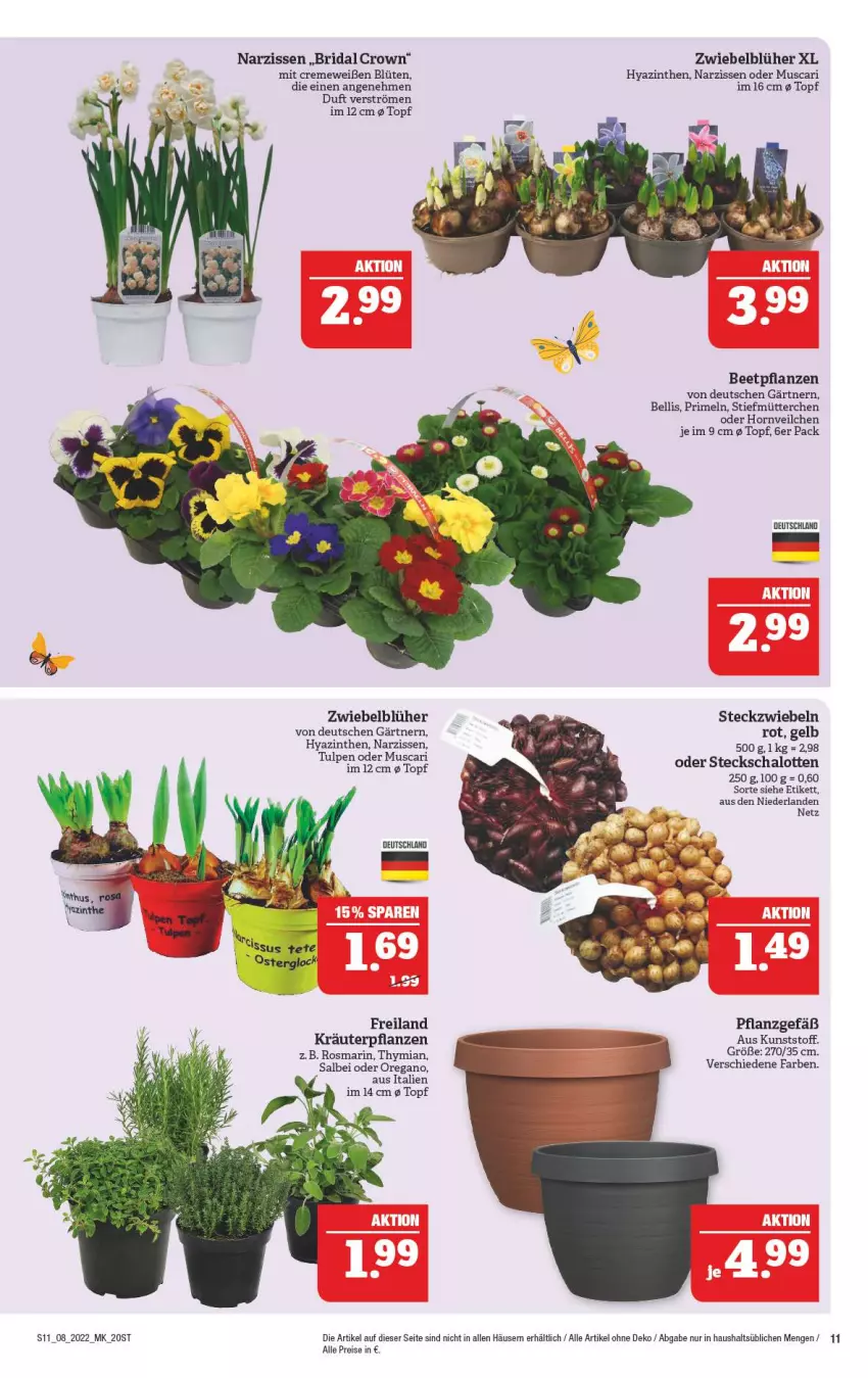 Aktueller Prospekt Marktkauf - Prospekt - von 20.02 bis 26.02.2022 - strona 11 - produkty: beetpflanzen, Blüte, creme, eis, kräuter, Narzissen, pflanze, pflanzen, Primeln, reis, rosmarin, Schal, Schalotte, Ti, topf, zwiebel, zwiebeln