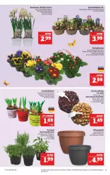 Gazetka promocyjna Marktkauf - Prospekt - Gazetka - ważna od 26.02 do 26.02.2022 - strona 11 - produkty: beetpflanzen, Blüte, creme, eis, kräuter, Narzissen, pflanze, pflanzen, Primeln, reis, rosmarin, Schal, Schalotte, Ti, topf, zwiebel, zwiebeln