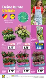 Gazetka promocyjna Lidl - Aktionsprospekt - Gazetka - ważna od 20.04 do 20.04.2024 - strona 8 - produkty: angebot, ball, beetpflanzen, coupon, geranie, geranien, hortensie, ndk, pflanze, pflanzen, Schal, Schale, Ti, topf