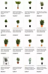 Gazetka promocyjna Obi - Prospekte - Gazetka - ważna od 17.01 do 17.01.2024 - strona 15 - produkty: Bau, citrus, limo, olive, oliven, orange, orangen, Ti, topf, zitrone, zitronen