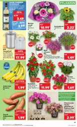 Gazetka promocyjna Kaufland - Prospekt - Gazetka - ważna od 30.04 do 30.04.2024 - strona 13 - produkty: Abba, angebot, angebote, aust, banane, bananen, Bau, bio, blume, blumen, burgunder, chardonnay, dip, edelstahl, eis, erde, geranie, gewürz, grauburgunder, herdarten, HP, kartoffel, kartoffeln, Kraut, lavendel, Michel Schneider, petunie, petunien, pflanze, pflanzen, Ria, riesling, Rivaner, Schal, Schale, sonnenblume, sonnenblumen, spargel, Süßkartoffeln, Ti, topf, topf ø 12 cm, Topfen, wein