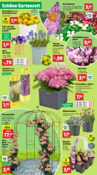 Gazetka promocyjna Thomas Philipps - Gazetka - ważna od 23.03 do 23.03.2024 - strona 2 - produkty: Bau, blume, blumen, Blüte, Blütenstauden, flieder, Garten, hortensie, mandel, Narzissen, pavillon, pflanze, pflanzen, rosen, stauden, Ti, topf, übertopf, zwiebel, zwiebeln