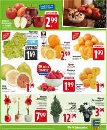 Gazetka promocyjna Edeka - Prospekte - Gazetka - ważna od 15.11 do 15.11.2025 - strona 5 - produkty: beere, beeren, clementinen, deka, eis, himbeer, himbeere, himbeeren, honig, orange, orangen, pflaume, pflaumen, Pomelo, reis, ritter, tafeltrauben, Ti, topf, trauben, zucker