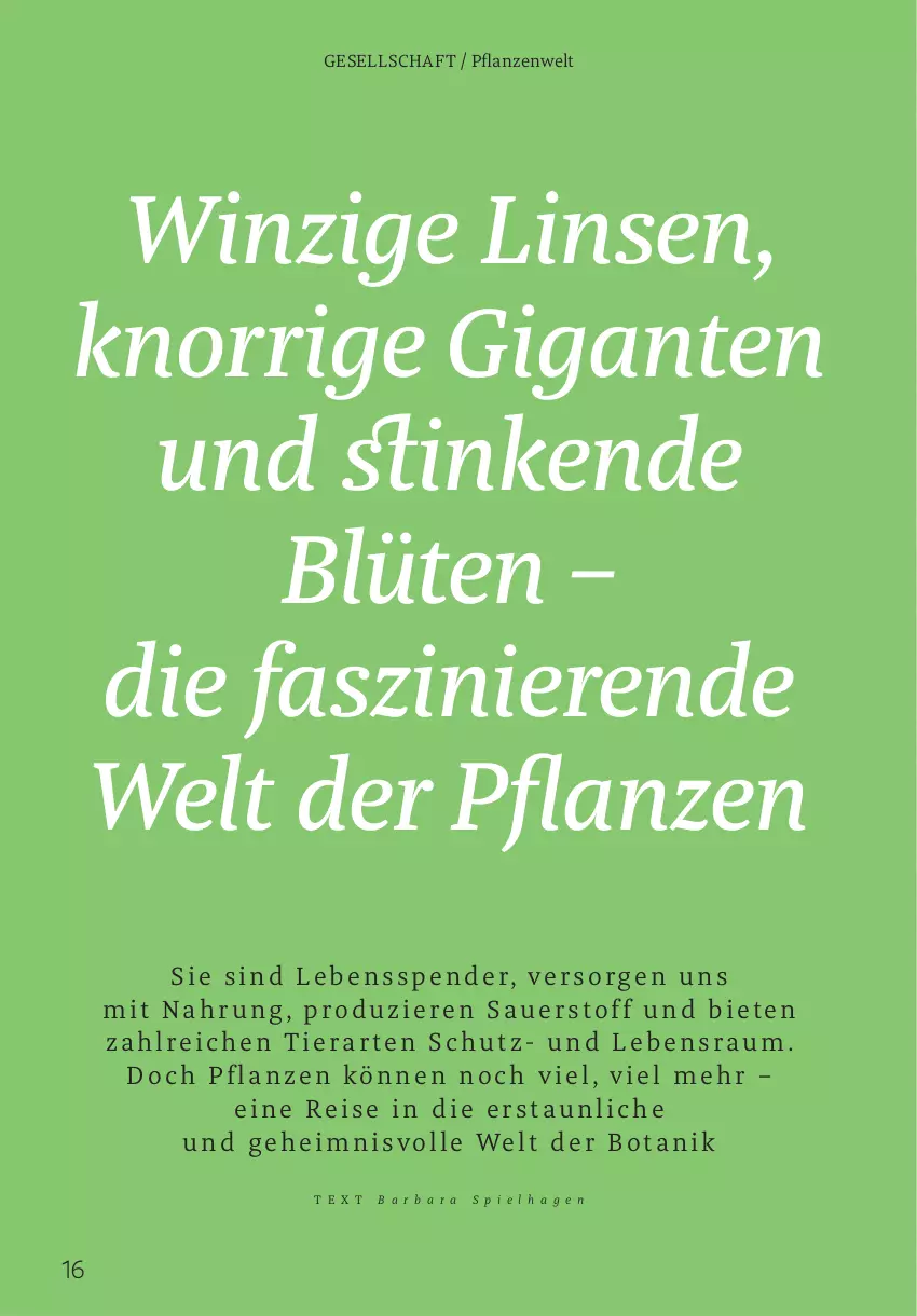Aktueller Prospekt Rossmann - Prospekte - von 02.06 bis 31.08.2025 - strona 16 - produkty: auer, Blüte, eis, knorr, linsen, pflanze, pflanzen, reis, Ti