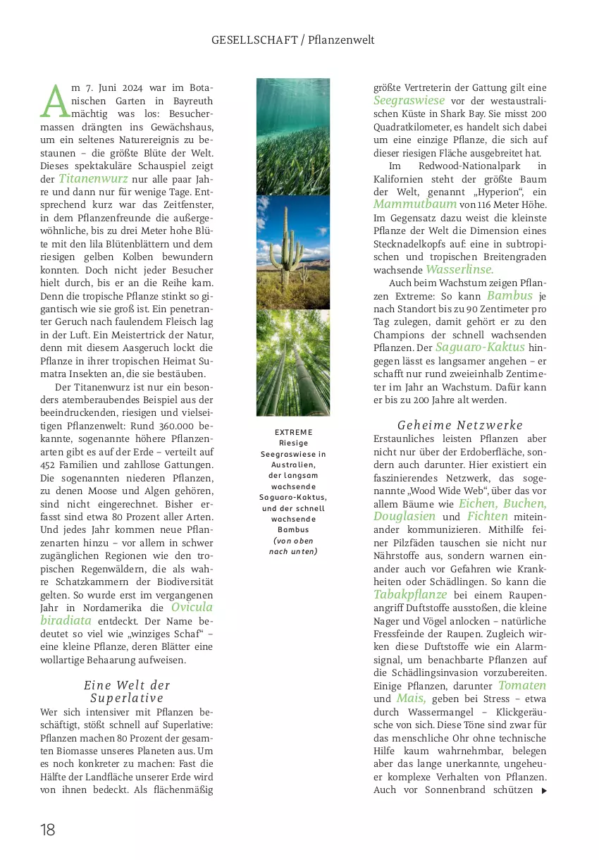 Aktueller Prospekt Rossmann - Prospekte - von 02.06 bis 31.08.2025 - strona 18 - produkty: aust, bambus, Bau, bio, Blüte, Brei, buch, champion, eis, erde, fenster, fleisch, Garten, Gewächshaus, Heu, leine, LG, mac, mais, mam, Meister, natur, perla, pflanze, pflanzen, quad, Schütze, sekt, Signal, Stier, Ti, tisch, tomate, tomaten, wasser