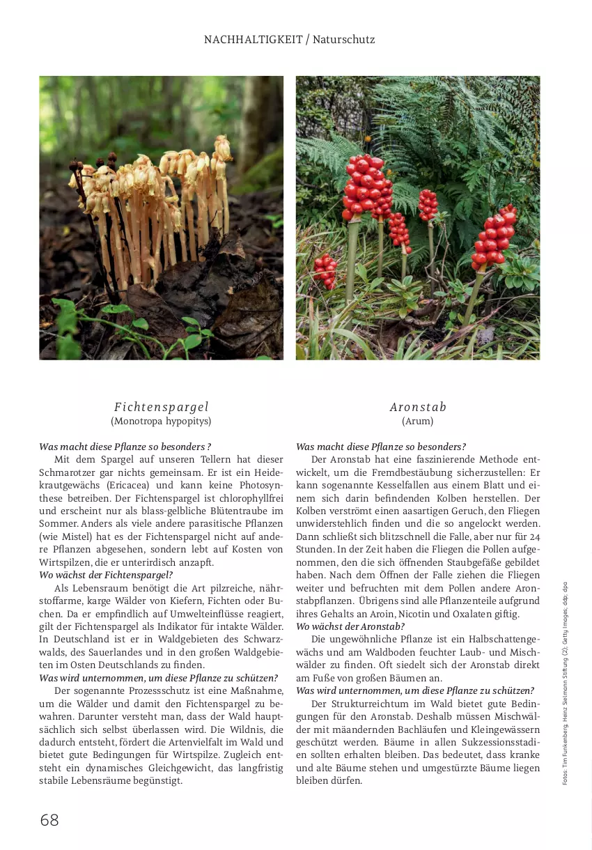 Aktueller Prospekt Rossmann - Prospekte - von 02.06 bis 31.08.2025 - strona 68 - produkty: auer, Blüte, buch, elle, ente, erde, frucht, Heidekraut, heinz, Kraut, Liege, mac, natur, pflanze, pflanzen, pilze, rum, Schütze, spargel, teller, Ti, tisch, WICK, Wild, ZTE