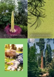 Gazetka promocyjna Rossmann - Prospekte - Gazetka - ważna od 31.08 do 31.08.2025 - strona 19 - produkty: Blüte, ente, erde, mam, pflanze, pflanzen, Ti, wasser