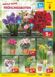 Gazetka promocyjna Netto Marken-Discount - Filial-Angebote - Gazetka - ważna od 11.02 do 11.02.2023 - strona 7 - produkty: Alpenveilchen, angebot, bestpreis, blume, blumen, chrysanthemen, eis, elle, milch, pflanze, pflanzen, reis, rosen, Ti, topf, ZTE, zwiebel, zwiebeln