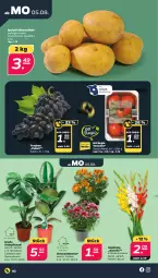 Gazetka promocyjna Netto - Woche 32 - Gazetka - ważna od 10.08 do 10.08.2024 - strona 2 - produkty: Bau, chrysanthemen, eis, Frühkartoffeln, Gladiolen, kartoffel, kartoffeln, mehl, monster, Monstera, pflanze, reis, speisefrühkartoffeln, Thea, Ti, tomate, tomaten, trauben