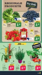 Gazetka promocyjna Netto - Woche 32 - Gazetka - ważna od 10.08 do 10.08.2024 - strona 3 - produkty: beere, beeren, brokkoli, Bromelie, erdbeere, erdbeeren, Erdbeerpflanze, heidelbeere, heidelbeeren, lavendel, pflanze, pflanzen, sac