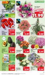 Gazetka promocyjna Kaufland - Prospekt - Gazetka - ważna od 17.07 do 17.07.2024 - strona 17 - produkty: ananas, angebot, angebote, avocado, basilikum, bio, bioland, chrysanthemen, corona, eis, hortensie, hortensien, kartoffel, kartoffeln, pflanze, pflanzen, reis, rosen, Rosenstrauß, speisekartoffeln, Ti, tomate, tomaten, topf, topf ø 12 cm, ZTE