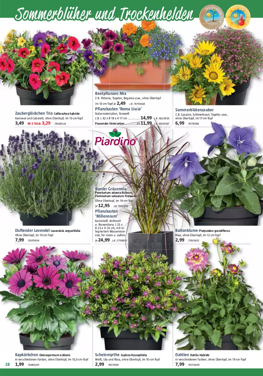 Aktueller Prospekt Bauhaus - Prospekte - von 27.05 bis 01.07.2023 - strona 28 - produkty: ball, beetpflanzen, Begonia, blume, Blüte, calibrachoa, dahlie, eier, Körbchen, Kraut, lavendel, natur, pflanze, pflanzen, Pflanzkasten, Ria, rum, tender, Ti, topf, übertopf, Untersetzer, wasser, zauberglöckchen