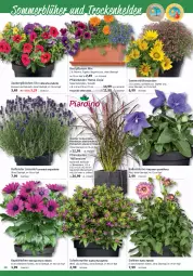 Gazetka promocyjna Bauhaus - Prospekte - Gazetka - ważna od 01.07 do 01.07.2023 - strona 28 - produkty: ball, beetpflanzen, Begonia, blume, Blüte, calibrachoa, dahlie, eier, Körbchen, Kraut, lavendel, natur, pflanze, pflanzen, Pflanzkasten, Ria, rum, tender, Ti, topf, übertopf, Untersetzer, wasser, zauberglöckchen