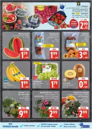 Gazetka promocyjna Edeka - Prospekte - Gazetka - ważna od 17.05 do 17.05.2025 - strona 5 - produkty: beere, beeren, beetpflanzen, coupon, coupons, deka, eis, Elan, erdbeere, erdbeeren, geranie, geranien, heidelbeere, heidelbeeren, himbeer, himbeere, himbeeren, hortensie, hortensien, kiwi, lavendel, melone, melonen, payback, Pfingstrosen, pflanze, pflanzen, reis, rosen, tafeltrauben, tee, Ti, trauben, wasser, wassermelone, wassermelonen, ZTE
