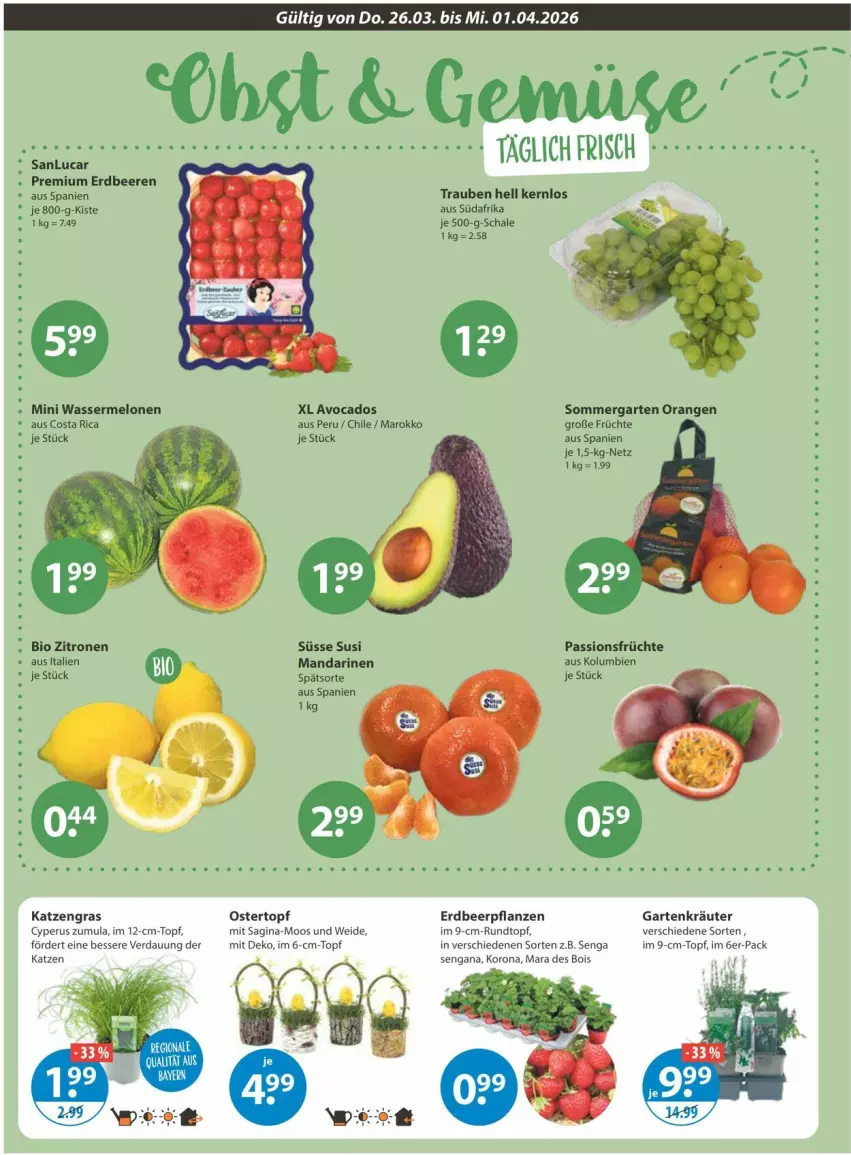 Aktueller Prospekt Vmarkt - Prospekte - von 26.03 bis 01.04.2026 - strona 4 - produkty: avocado, avocados, beere, beeren, bio, erdbeere, erdbeeren, Erdbeerpflanze, früchte, Garten, gin, im 9-cm-topf, kräuter, mandarine, mandarinen, melone, melonen, mini wassermelonen, orange, orangen, pflanze, pflanzen, Schal, Schale, topf, trauben, wasser, wassermelone, wassermelonen, zitrone, zitronen