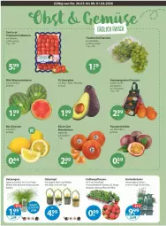 Gazetka promocyjna Vmarkt - Prospekte - Gazetka - ważna od 01.04 do 01.04.2026 - strona 4 - produkty: avocado, avocados, beere, beeren, bio, erdbeere, erdbeeren, Erdbeerpflanze, früchte, Garten, gin, im 9-cm-topf, kräuter, mandarine, mandarinen, melone, melonen, mini wassermelonen, orange, orangen, pflanze, pflanzen, Schal, Schale, topf, trauben, wasser, wassermelone, wassermelonen, zitrone, zitronen
