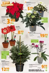 Gazetka promocyjna  - Prospekt für Globus Baumarkt  Achern - Gazetka - ważna od 03.12 do 03.12.2022 - strona 5 - produkty: Blüte, Container, dekoration, elle, hipp, orchidee, orchideen, pflanze, phalaenopsis, rum, tee, Ti, topf, Weihnachtsstern