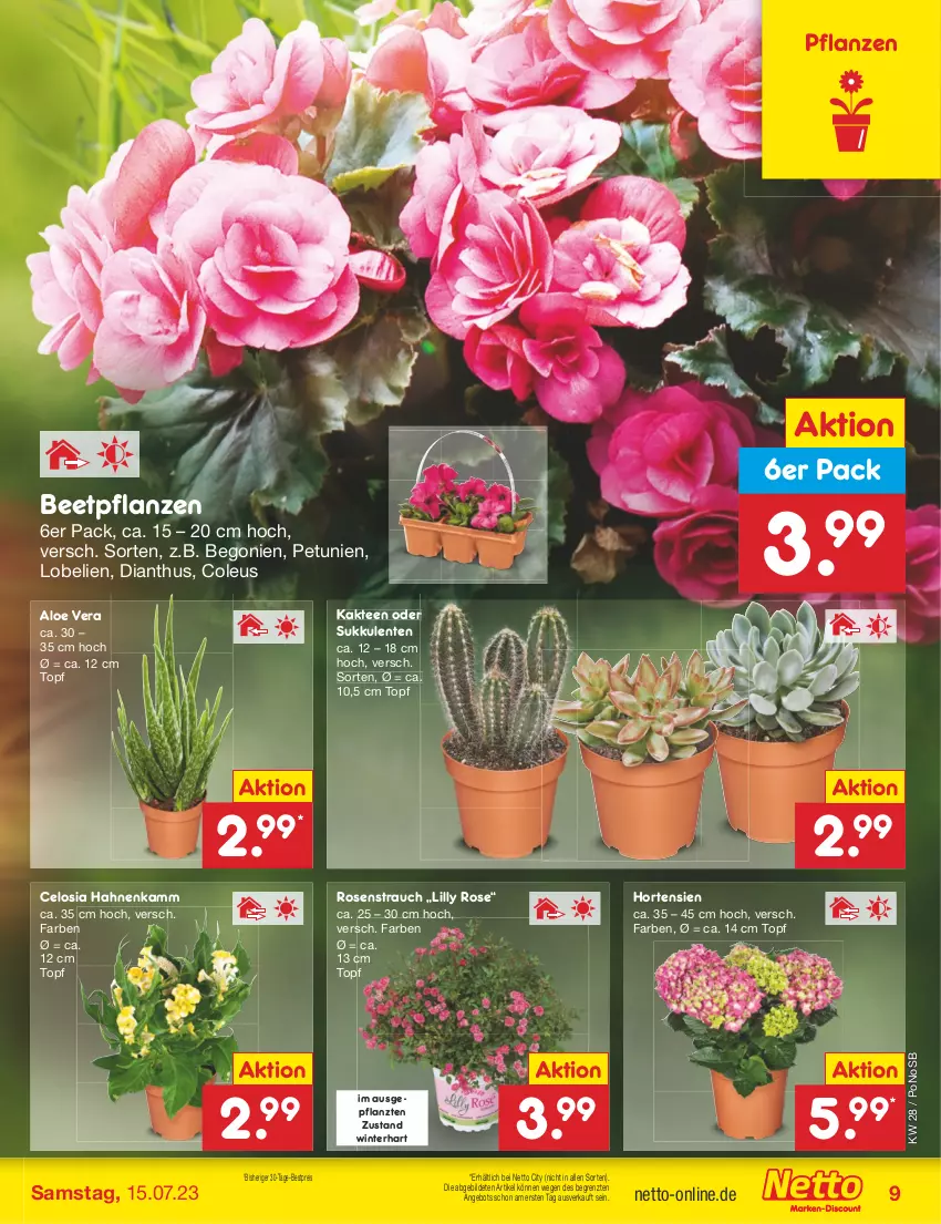 Aktueller Prospekt Netto Marken-Discount - Filial-Angebote - von 10.07 bis 15.07.2023 - strona 9 - produkty: aloe vera, angebot, beetpflanzen, Begonie, bestpreis, eis, ente, hortensie, hortensien, Kaktee, Lobelie, petunie, petunien, pflanze, pflanzen, Rauch, reis, rosen, Sukkulente, tee, Ti, topf, ZTE