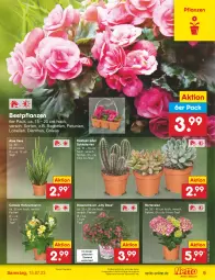 Gazetka promocyjna Netto Marken-Discount - Filial-Angebote - Gazetka - ważna od 15.07 do 15.07.2023 - strona 9 - produkty: aloe vera, angebot, beetpflanzen, Begonie, bestpreis, eis, ente, hortensie, hortensien, Kaktee, Lobelie, petunie, petunien, pflanze, pflanzen, Rauch, reis, rosen, Sukkulente, tee, Ti, topf, ZTE