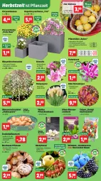 Gazetka promocyjna Thomas Philipps - Gazetka - ważna od 06.09 do 06.09.2025 - strona 2 - produkty: Bau, beere, beeren, blume, blumen, Cap, chrysanthemen, haselnuss, heidelbeere, heidelbeeren, Kätzchen, kirsch, kirsche, knoblauch, korb, korn, Kugel, Kürbis, LG, likör, mac, nuss, obst, pflanze, pflanzen, shake, Ti, tisch, topf, walnuss, wedel, Wild, zwiebel, zwiebeln