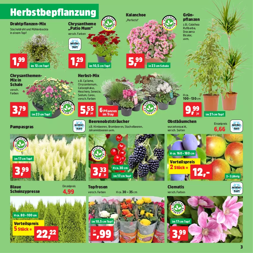 Aktueller Prospekt Thomas Philipps - von 30.09 bis 05.10.2024 - strona 3 - produkty: beere, beeren, brombeere, brombeeren, chrysanthemen, Draht, eis, Grünpflanzen, heinz, Heu, himbeer, himbeere, himbeeren, johannisbeere, Johannisbeeren, Kalanchoe, obst, pflanze, pflanzen, reis, rosen, SANTE, Schal, Schale, Stachelbeeren, Thea, Ti, topf, vorteilspreis