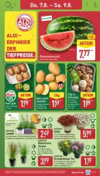 Gazetka promocyjna Aldi Nord - Von Montag - Gazetka - ważna od 09.08 do 09.08.2025 - strona 27 - produkty: aldi, Blüte, Brei, chrysanthemen, Container, dip, eis, Elan, gin, grill, kartoffel, kartoffeln, kiwi, kulturtopf, lavendel, melone, olive, oliven, olivenöl, pflanze, pflanzen, pilze, reis, Schal, Schale, Ti, tiefpreis, topf, wasser, wassermelone, ZTE